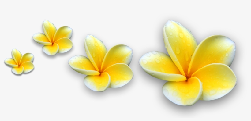 Unduh 8800 Gambar  Animasi  Bunga  Kamboja  HD Gratis Gambar  