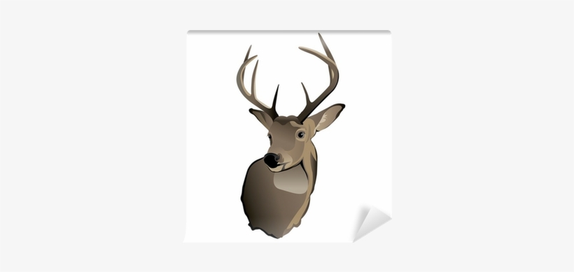 Whitetail Deer Png - Cuernos De Venado Cola Blanca, transparent png #1630129