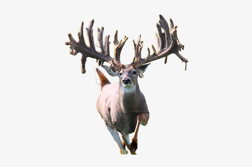 2014 - Elk, transparent png #1630157