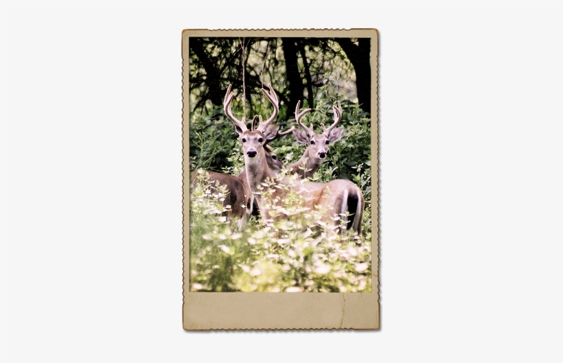 Whitetail Deer - Deer, transparent png #1630287