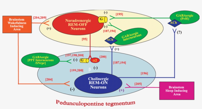 Proposed Connections To And From Rem On And Rem Off - Rem On Rem Off Neurons, transparent png #1630707