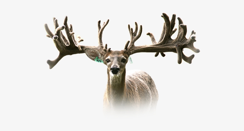 Rw Trophy Ranch Texas Whitetail Deer Breeding Terrell - Rw Trophy Ranch Ltd, transparent png #1630728