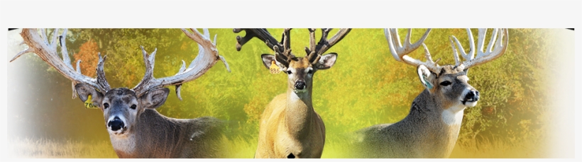 Trophy Ridge Ranch, Just West Of Saint Jo Is Located - Artificial Insemination, transparent png #1630786