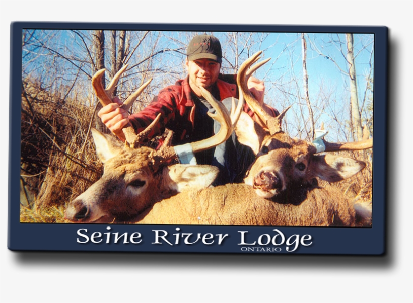 The Northwestern Ontario Whitetails Are A Different - Trophy Hunting, transparent png #1630807