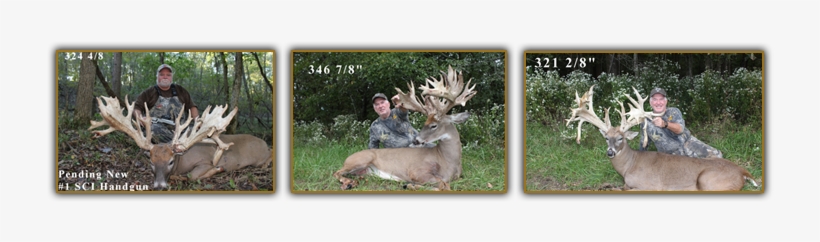 Find The Trophy Whitetail Deer Hunting Opportunity - Elk, transparent png #1630849
