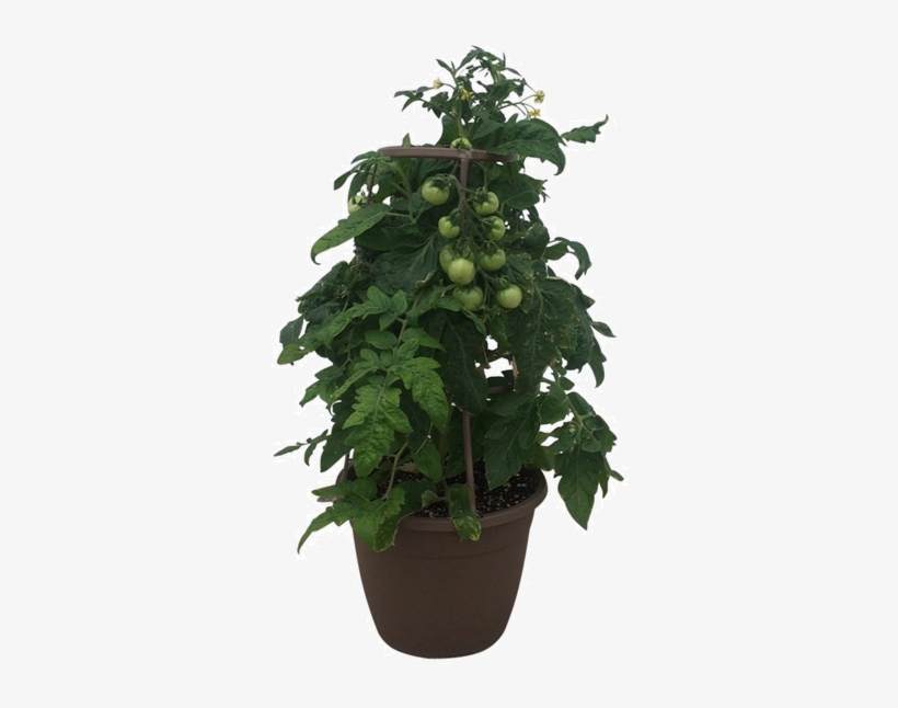 12in Tomatoe - Flowerpot, transparent png #1630979