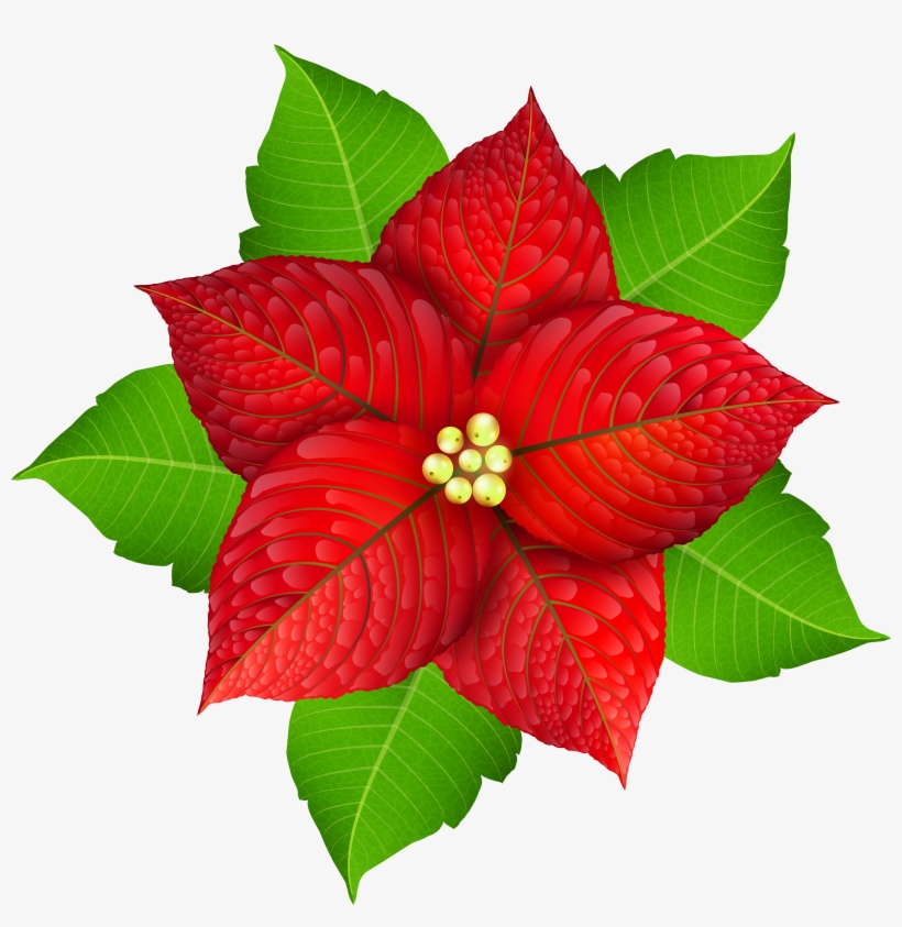 Vector Stock Christmas Transparent Png Image Gallery - Christmas Poinsettia Png, transparent png #1631105
