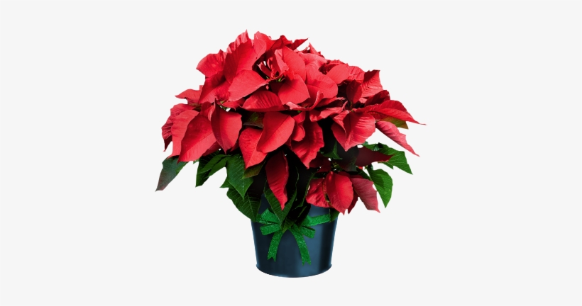 Poinsettia In Pots - Poinsettia Plant Clip Art, transparent png #1631277