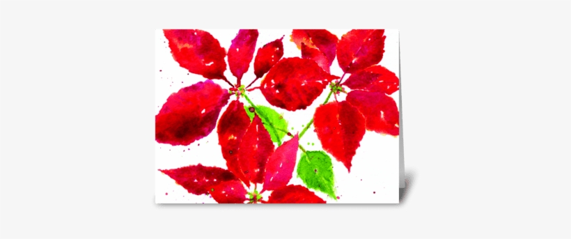 Christmas Poinsettia Greeting Card - Gilliflower, transparent png #1631539