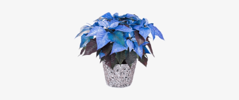 Blue Poinsettia Png - Poinsettia Plant, transparent png #1631816