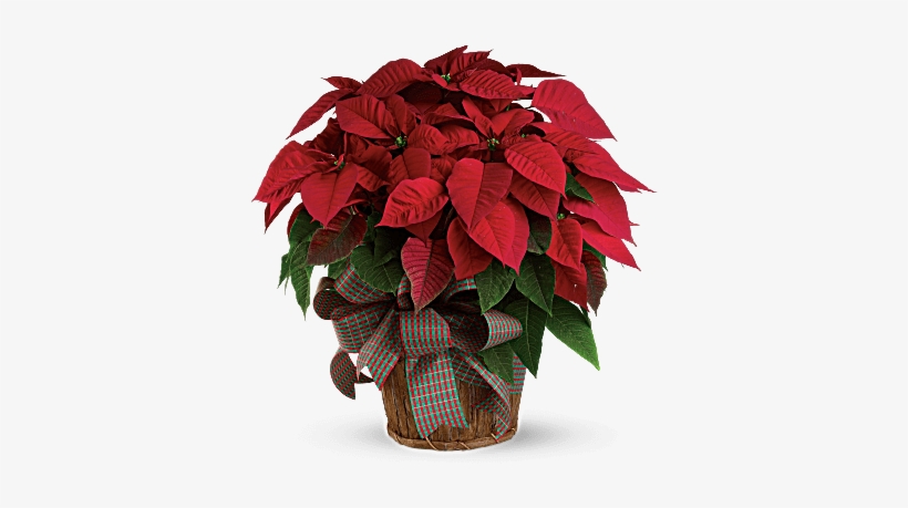 Red Poinsettia In A Basket With Bow - Large Red Poinsettia - Standard - Christmas Flowers, transparent png #1631866