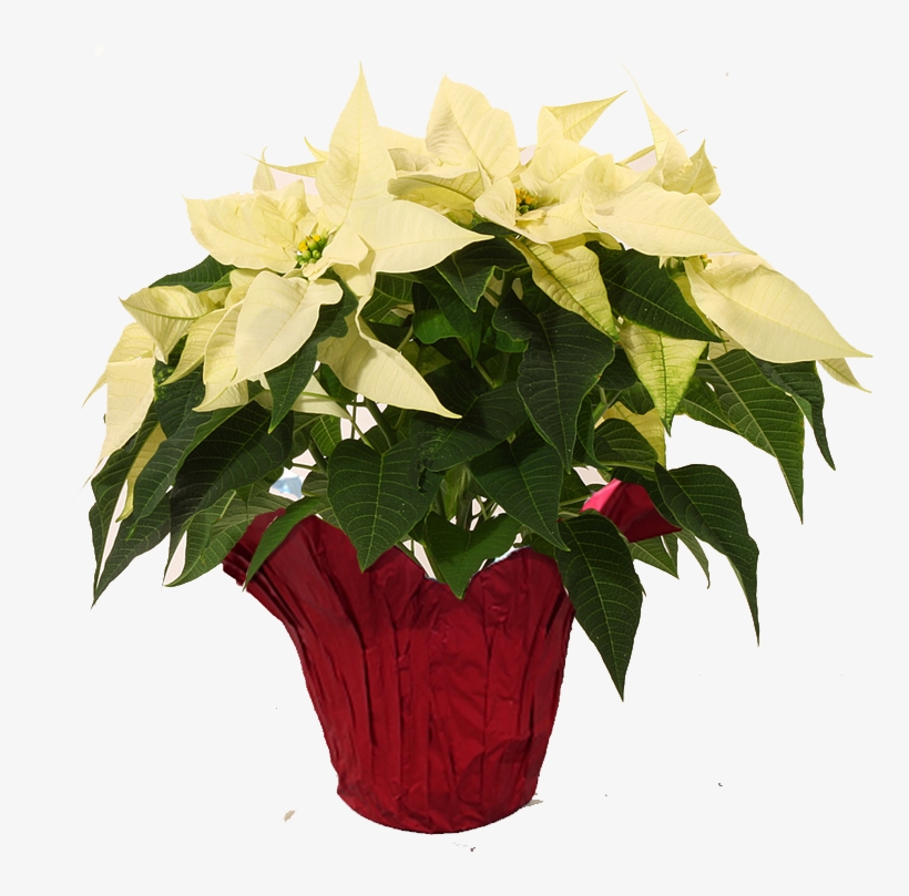 White-poinsettia - Poinsettia, transparent png #1631868