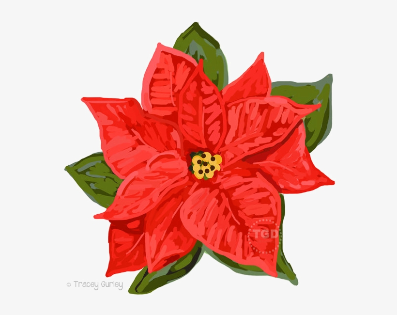 Poinsettia Png Download Image - Poinsettia Clipart Transparent Background, transparent png #1632308
