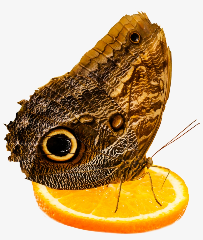 Butterfly, transparent png #1633230