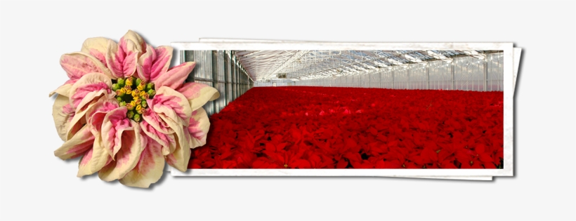 Color Spot Nursery, transparent png #1633499