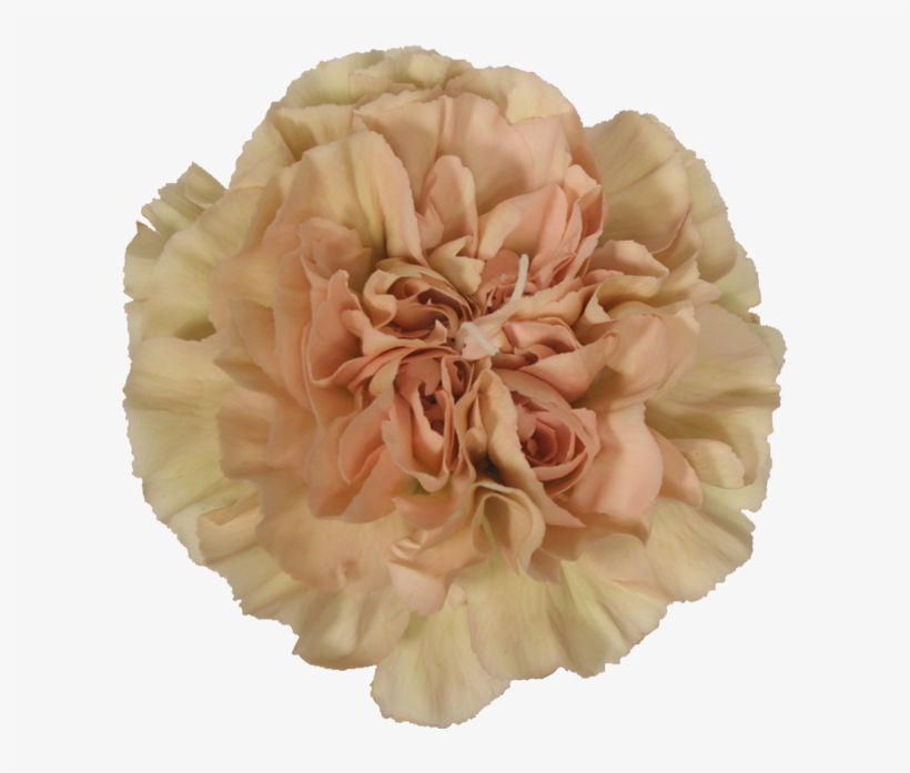 Picture - Carnation Peach Lege Marrone, transparent png #1634182