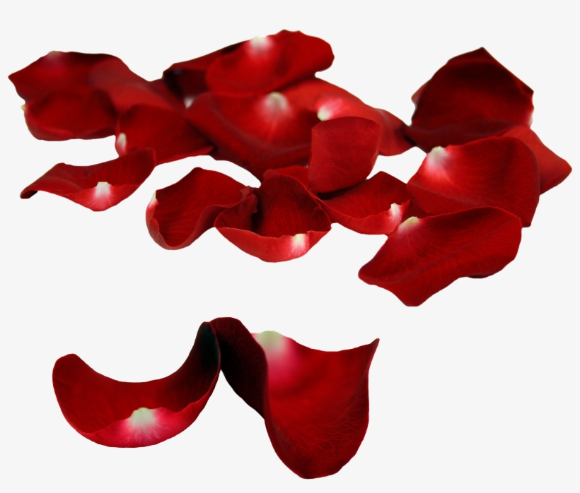 Rose Petals Falling Png - Red Flower Petal Falling Png, transparent png #1634449