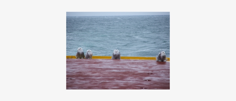 Ocean, transparent png #1637597