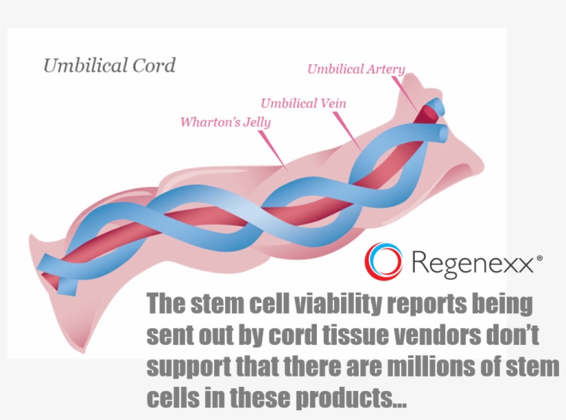 How To Interpret Cell Viability Studies Used By Amnio - Umbilical Cord, transparent png #1637914