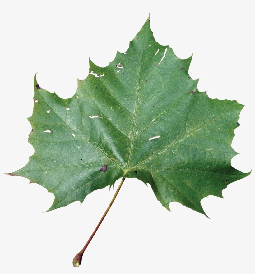Sycamore Tree Leaf Png Transparent Sycamore Tree Leaf - Rose Leaf Png Hd, transparent png #1639450