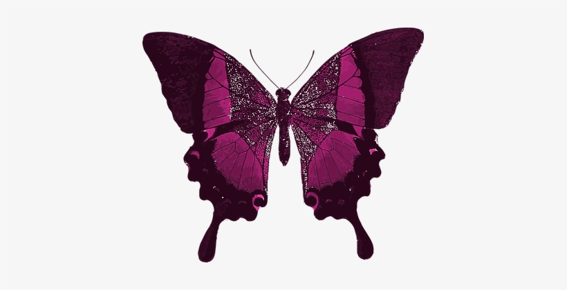 Pink Butterfly Colorful Pretty Animal Inse - Your Time As A Caterpillar Has Expired Quote, transparent png #1639477