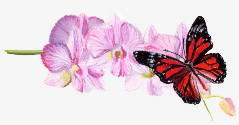 Posted By Laura Hepworth At - Malva, transparent png #1639550