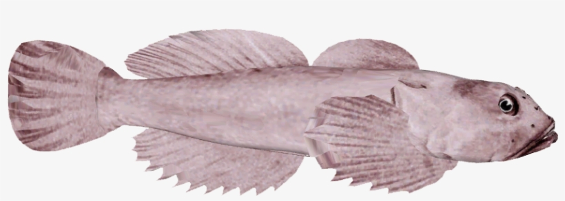 Blobfish, transparent png #1639609