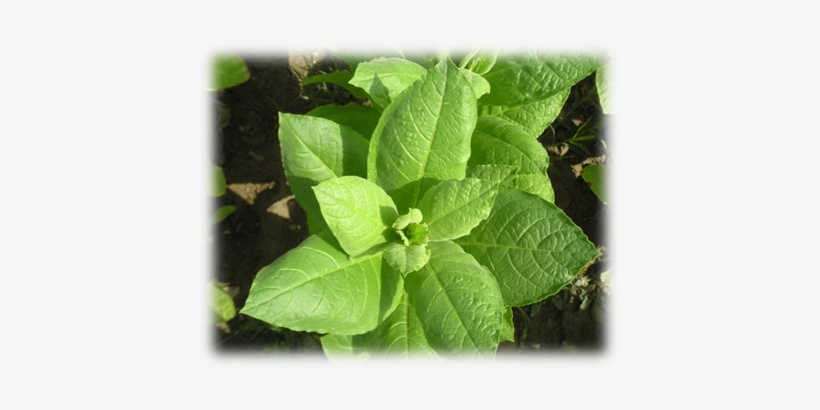 Tobacco History In Kyrgyzstan Dates Back To 19th Century - Spinach, transparent png #1639921