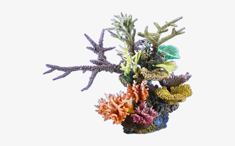 Blobfish Cafe - Arrecife De Coral Png, transparent png #1640126