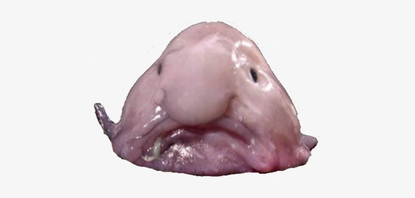 Blobfish Transparent - John Scarce Is Fat, transparent png #1640155