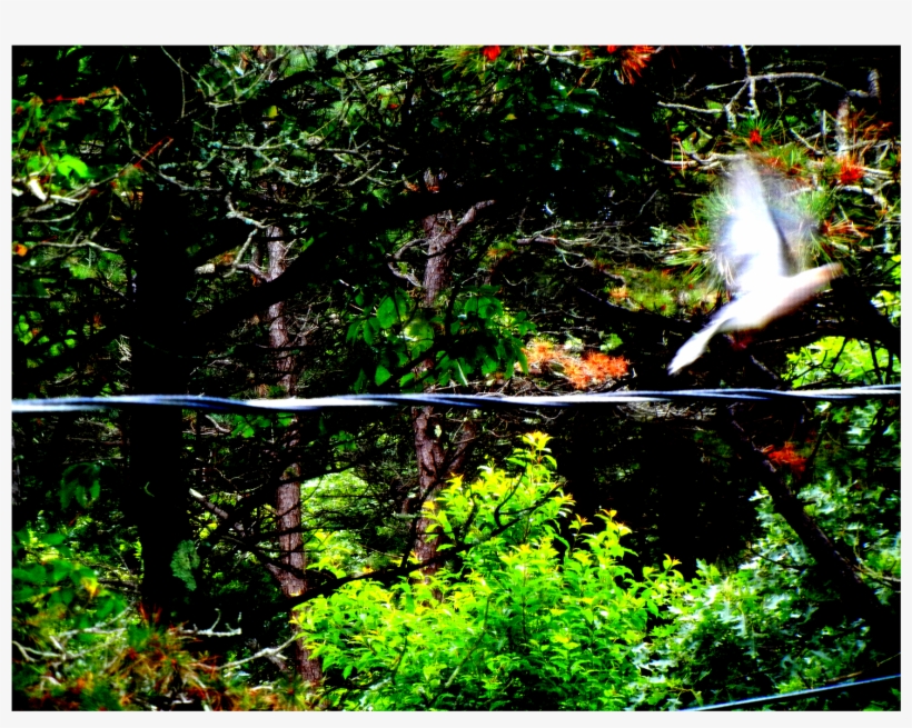 Dove On The Wire - Old-growth Forest, transparent png #1640225