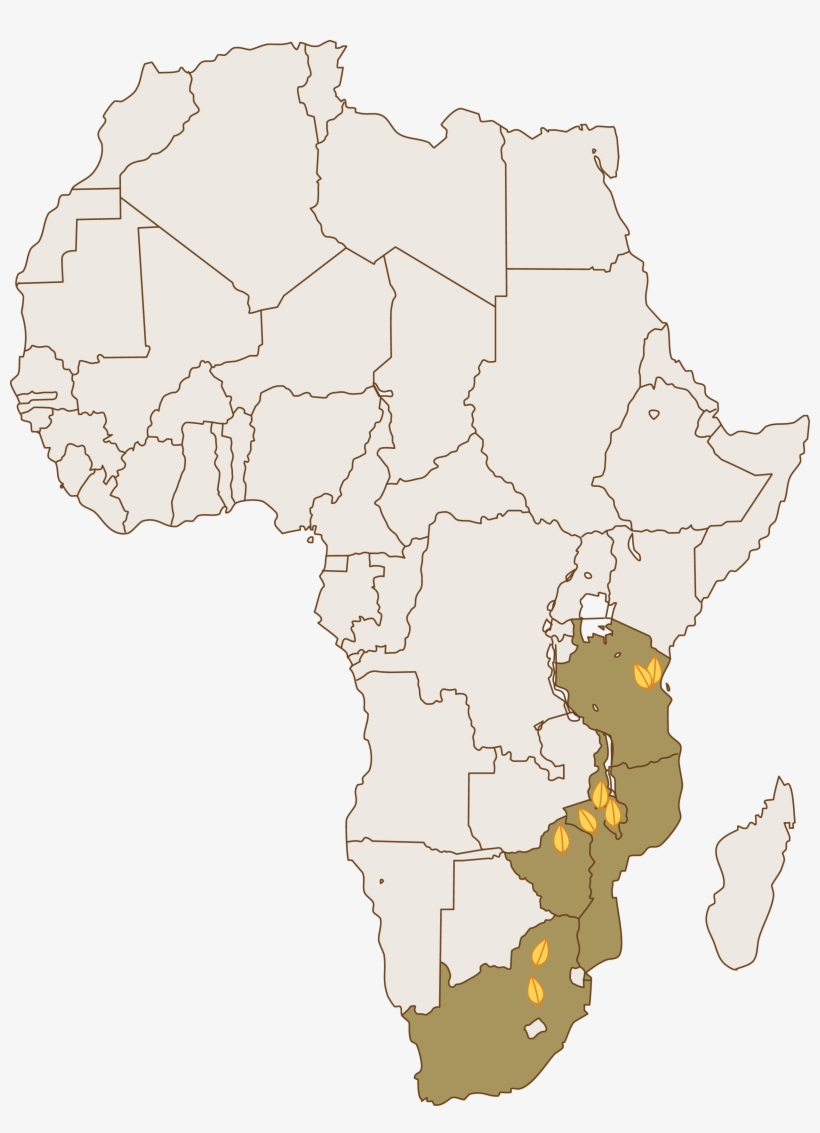 Universal Leaf South Africa Limited (south Africa) - China Africa Trade 2018, transparent png #1640341