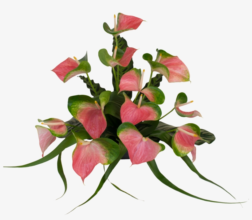 Anthurium Flower Design Png, transparent png #1640343