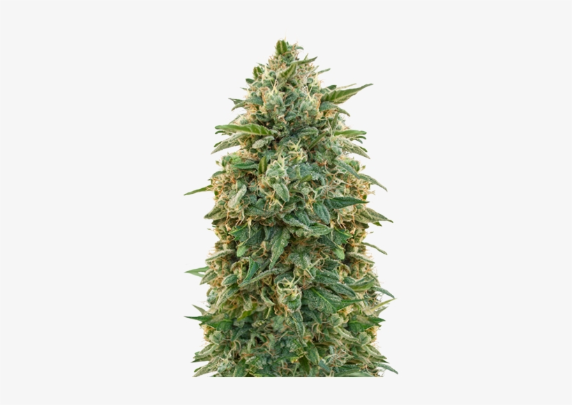 Amnesia - Sensi Seeds White Gold, transparent png #1641707