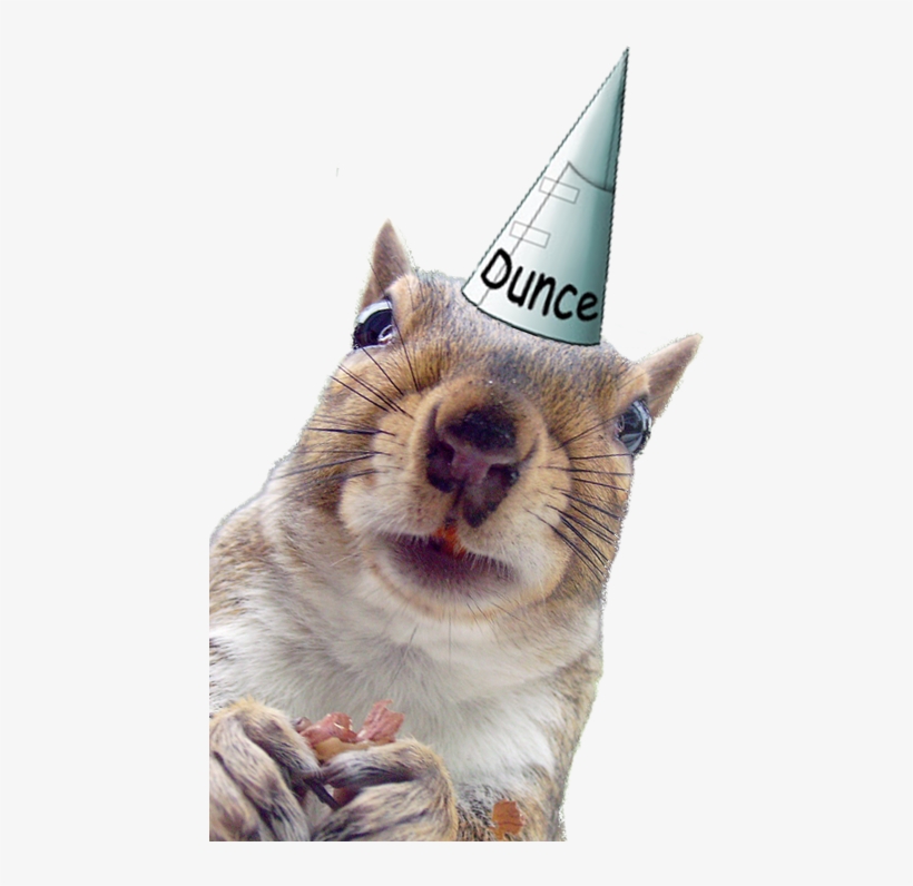 Squirrel - Dunce Cap, transparent png #1641770