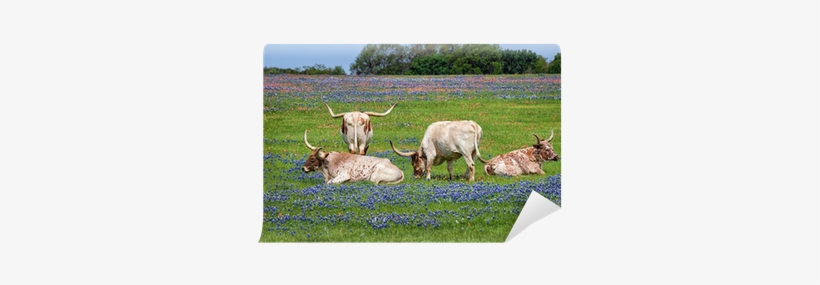 Texas Longhorn Cattle In Bluebonnet Wildflower Pasture - Texas Longhorn, transparent png #1643095