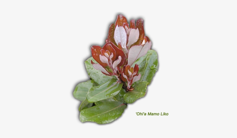 A Home Ohia Mamo Liko - 'ohi'a Lehua, transparent png #1644081