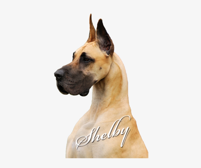 Mooneriver's Footprints - Giant Dog Breed, transparent png #1645587