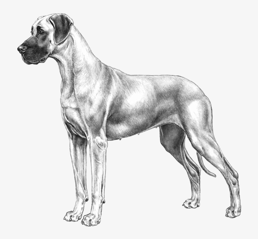 Great Dane - Fci Great Dane, transparent png #1645606
