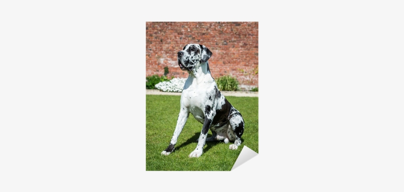 Great Dane, transparent png #1645832