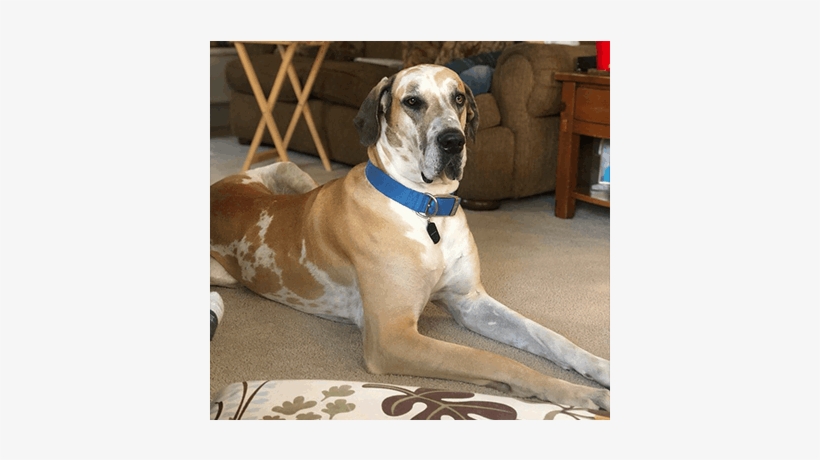 Alabi Great Dane Puppy Breeders In Tx - Great Dane, transparent png #1645949