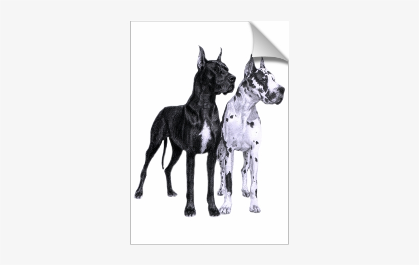 Great Danes Drawing - Große Däne-zeichnen Postkarte, transparent png #1646189