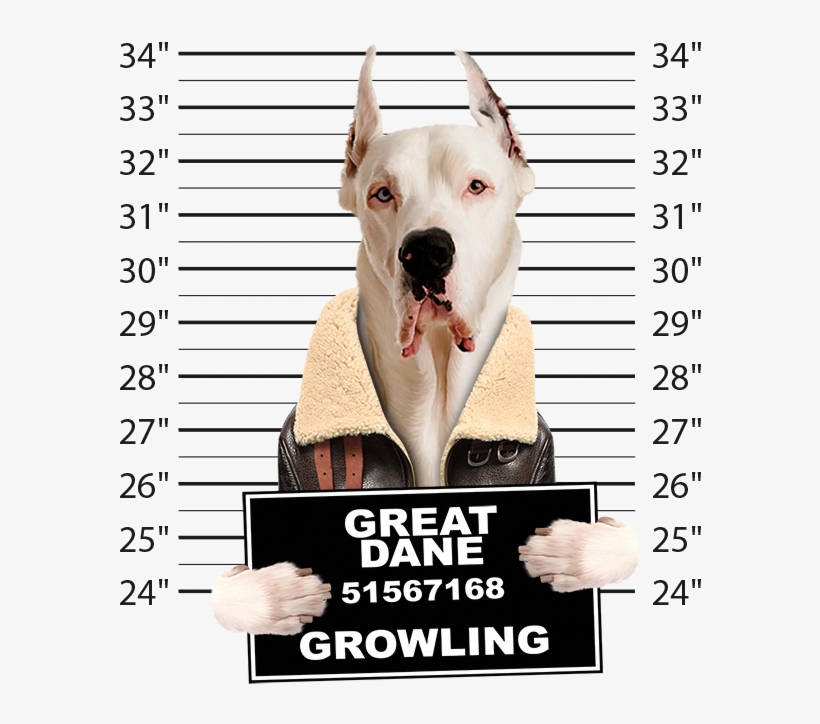 Very Cool Great Dane Mug Shot Funny Dog Art Long Sleeve, transparent png #1646243