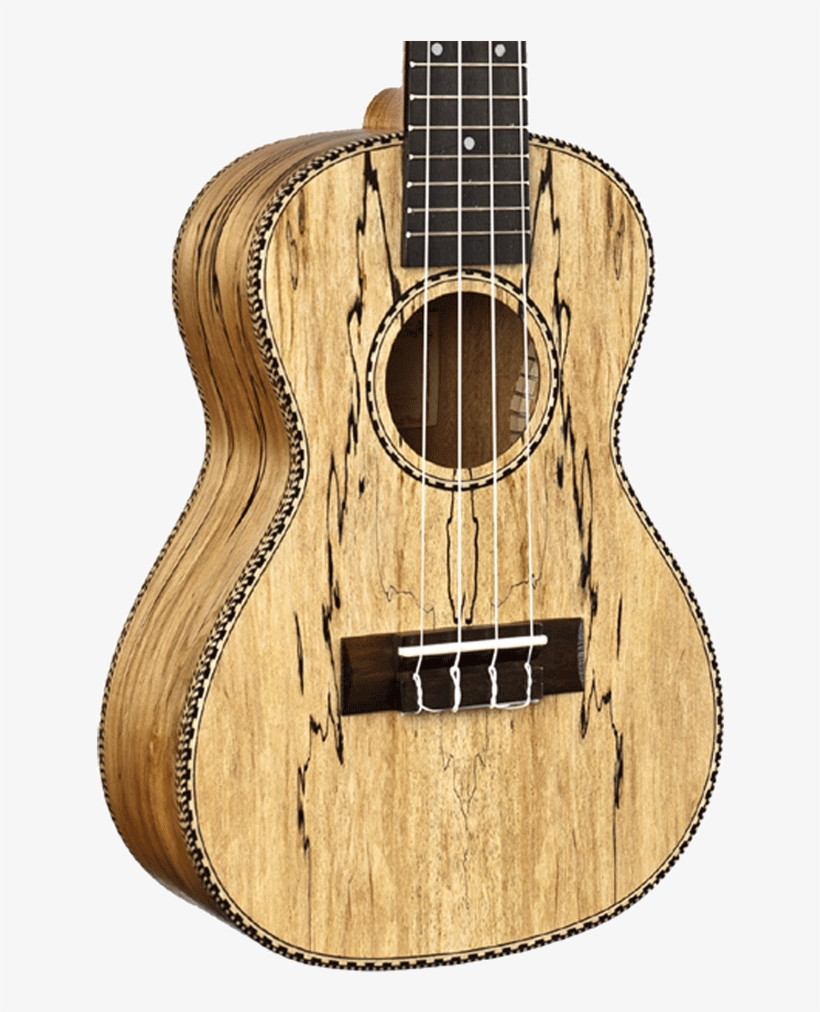 Amahi Snail Spalted Maple Concert Ukulele With Gig - Ukulele Concert Spalted Maple, transparent png #1646372
