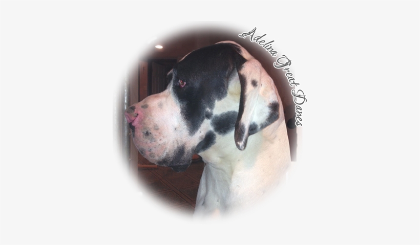 Ludivico Delle Benvenuto Fioravanti 100% Euro Great - Great Dane, transparent png #1646551