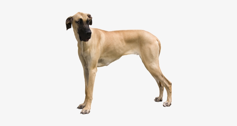 Great Danes Are Some Of The Biggest Dogs On The Planet, - Giant Dog Breed, transparent png #1646760