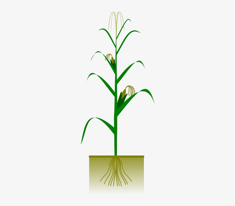 Maize, Corn, Agriculture, Biology, Botany, Cob, Crop - Maize Plant, transparent png #1647412