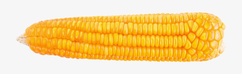 Amplify Your Voice For Corn Policy - Corn Kernels, transparent png #1647566