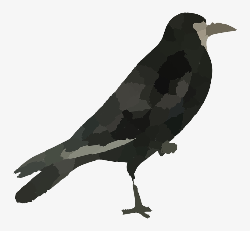 Raven Bird Png Hd - Bird Images Hd Png, transparent png #1647954