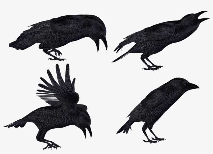 Crows 2 Png Stock By Roy3d - Flying Raven Png, transparent png #1648059
